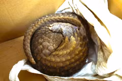 A 2kg pangolin is released back into the wild at the Pu Huong Nature Reserve on May 6, 2026. (Photo published by VNA)