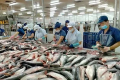 Processing pangasius fish for export. (Photo: sggp.org.vn)
