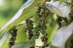 Vietnam’s pepper exports rebound strongly despite supply and shipping challenges. (Illustrative photo: VNA)