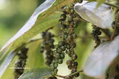 Vietnam’s pepper exports rebound strongly despite supply and shipping challenges. (Illustrative photo: VNA)