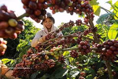 Coffee, often referred to as the “brown gem” of Lam Dong, is one of the province’s signature agricultural products. (Photo: VNA)