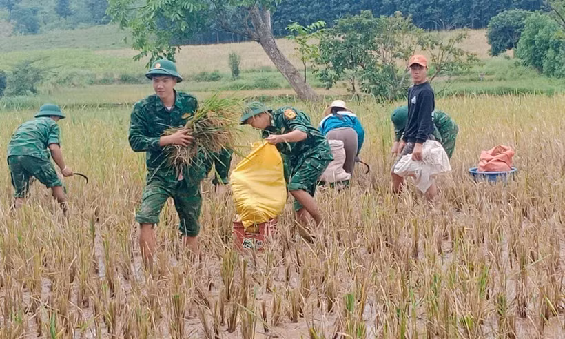 don-bien-phong-thanh-ho-tro-nhan-dan-gat-lua-trong-mua-lu-anh-phat.jpg