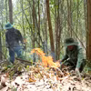 Controlled burning is carried out in planted forest areas to reduce forest fire risks during the peak dry season in Dak Lak province. (Photo:VNA) 