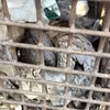 Quang Tri recently received two endangered pangolins from local resident. (Photo published by VNA)