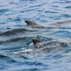 The Department of Fisheries Malaysia is amending the Fisheries Regulations 1999 to add nine whale and dolphin species to the protected list to strengthen monitoring and enforcement against threats in Malaysian waters. (Photo: malaymail.com) 