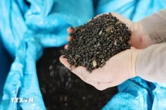 Vietnam’s pepper industry expects dynamic market in 2025