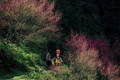 Peach blossoms brighten Vietnam's traditional Tet