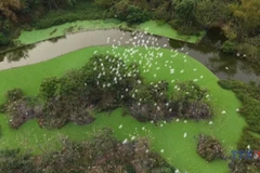 Thung Nham Bird Park – A natural sanctuary within a world heritage site