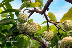 Bo Ly custard apple harvest season in northern Vietnam