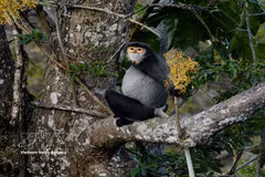 Black-shanked doucs conserved on Tay Ninh's Ba Den Mountain