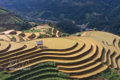 Mu Cang Chai's terraced fields shimmer in water-pouring season