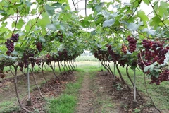Ninh Thuan embraces high-tech farming for sustainable growth