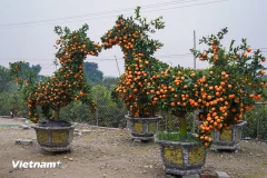 Horse-shaped ornamental kumquat trees draw attention ahead of Tet