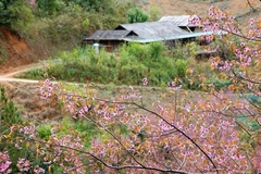 Shimmering To Day blossoms brighten the highlands of Mu Cang Chai