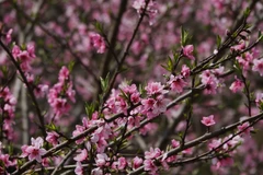 Peach blossoms brighten Vietnam's traditional Tet