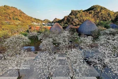 Ban flowers in full bloom attract visitors to Son La