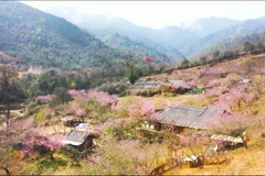 Mu Cang Chai’s hills glow with peach blossoms