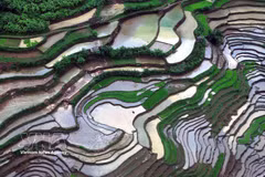 Son La's terraced rice fields shimmer in water-filling season