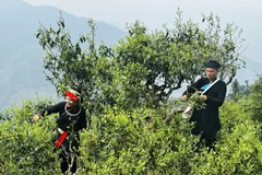 Spring tea season blooms on ancient trees in Ha Giang