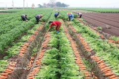 Resolution 57 drives large-scale production of key crops