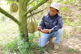 A technician at Sakura Farm (Dong Khanh Son commune, Khanh Hoa province) uses equipment to test, analyse, and diagnose the “health” of durian-growing soil, providing accurate indicators and timely treatment recommendations. (Photo: VNA)