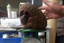 The Javan pangolin is handed over to forest rangers. (Photo published by VNA)