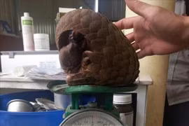 The Javan pangolin is handed over to forest rangers. (Photo published by VNA)