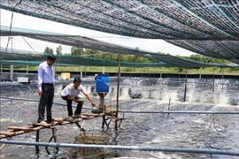 An ultra-intensive shrimp farming model linked with environmental protection in Ca Mau province. (Photo: VNA)