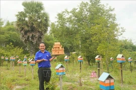 From an initial 18 bee colonies, after three years, Thanh expands to over 500 stingless bee colonies within a 2,000-square-metre farm. (Photo: VNA) 