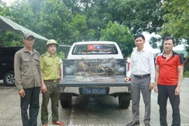 Officials receive the two rare brown hornbills. (Photo: VNA) 