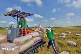 Farmers in Thoai Son district, An Giang province, harvest the 2025 Winter-Spring rice crop. (Photo: VNA)