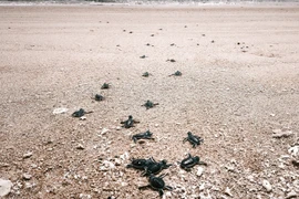 Baby turtles return to the sea in Nui Chua National Park, Vinh Hai commune, Khanh Hoa province. (Photo: VNA)