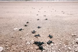 Baby turtles return to the sea in Nui Chua National Park, Vinh Hai commune, Khanh Hoa province. (Photo: VNA)
