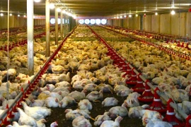 Advanced technology is widely applied at concentrated livestock farms in Tay Ninh. (Photo: VNA)