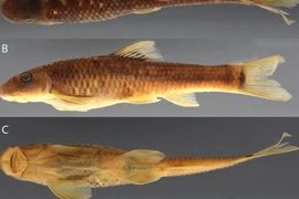 Sucker-mouthed minnow (Supradiscus varidiscus). (Photo: researchgate.net)