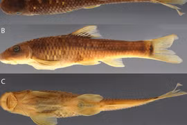 Sucker-mouthed minnow (Supradiscus varidiscus). (Photo: researchgate.net)