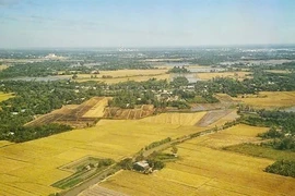 The latest approvals underscore the growing presence of Vietnamese rice in one of the world’s most demanding markets. (Photo: VNA)