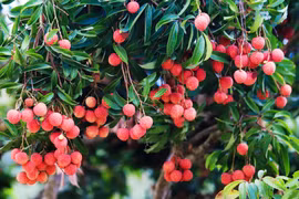 In Bac Giang province, 16,000 ha of lychee are cultivated under VietGAP standards, 204 ha meet GlobalGAP certification, and 10 ha are grown using organic methods. (Photo: tapchicongthuong.vn) 