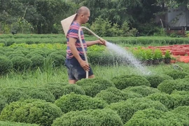 Vinh Long gardeners busy preparing flowers for Tet