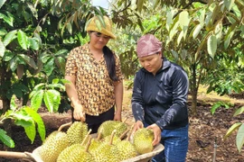 Farmers harvest VietGAP-standard durians in Gia Lai province. (Photo: VNA)