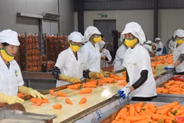 Fruit and vegetable exports are expected to reach the 8-billion-USD mark in 2025. (Photo: nhandan.vn)