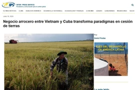 An article published by Cuba’s Inter Press Service (IPS) spotlights the promising results of a unique rice cooperation model with Vietnam, as Cuba ramps up efforts to improve national food security. (Photo: Screenshot)