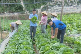 Moc Chau works hard toward organic agricultural exports