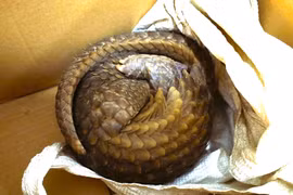 A 2kg pangolin is released back into the wild at the Pu Huong Nature Reserve on May 6, 2026. (Photo published by VNA)