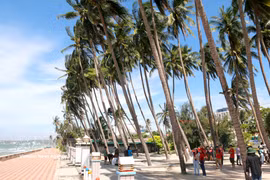 Beneath cool, lush coconut groves along the coastline, visitors are immersed in the natural beauty of Rang – Mui Ne. (Photo: VNA)