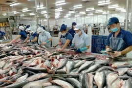 Processing pangasius fish for export. (Photo: sggp.org.vn)