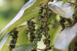 Vietnam’s pepper exports rebound strongly despite supply and shipping challenges. (Illustrative photo: VNA)