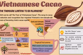 Vietnamese cacao - The treasure waiting to be awakened