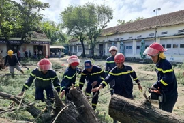 Fallen tree at Nguyen Hong Son Secondary School, Xuan Dai ward, Dak Lak province removed. (Photo: VNA)
