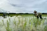  Indonesian farmers plant rice in Lokpaikat District in Tapin, Tapin Regency, South Kalimantan. (Photo: ANTARA)